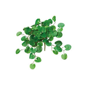 asca Vo[tH[ubV O| 1{