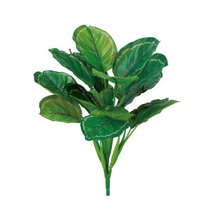 asca JeAubV O[p[v 1{