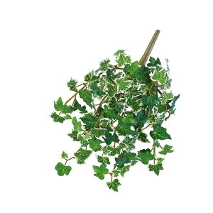 asca ACr[ubV EJ@QCgO| 1{