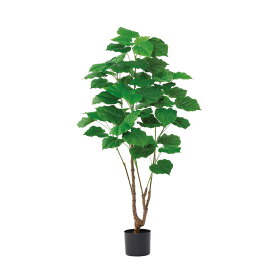 asca ウンベラータ（ポット付） グリ−ン 1本