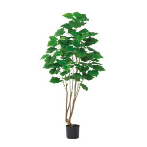 asca Ex[^i|bgtj O| 1{