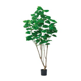 asca ウンベラータ（ポット付） グリ−ン 1本