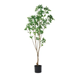 asca AZri|bgtj O| 1{