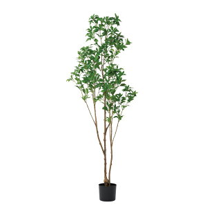 asca AZri|bgtj O| 1{