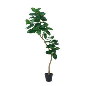 asca S̖؁i|bgtj O| 1{