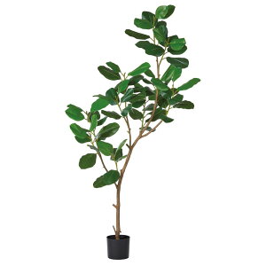 asca ゴムの木(ポット付) グリ−ン 1本