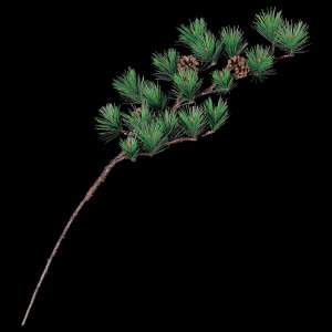 ԍ asca ܗt Rfގgp  Be   Bep