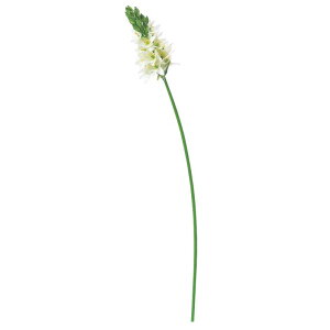 asca I[j\K ԍ  Be   Bep