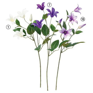 asca N}`X ԍ  Be   Bep