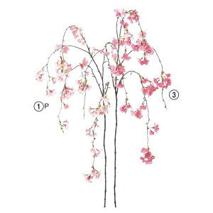 asca ������� �ԍ� ���� �B�e ������ ���� �B�e�p