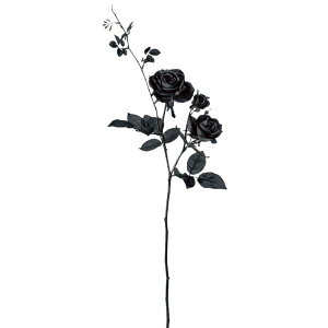 asca n~g[Y o KN ԍ  Be   Bep