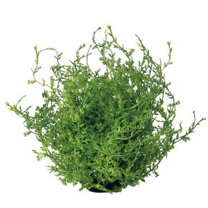 asca R[t@[s[X tFCNO[ ϗtA   fBXvC AW