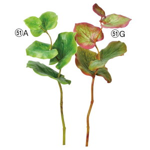 asca V[O[v ԍ  Be   Bep