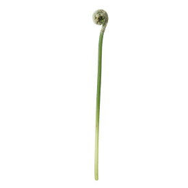 楽天市場 ゼンマイ 花 ガーデン Diy の通販 楽天市場 ゼンマイ 花 ガーデン Diy の通販
