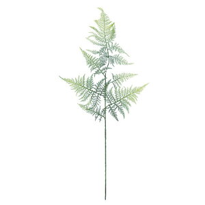 アスパラガス 花 観葉植物の人気商品 通販 価格比較 価格 Com