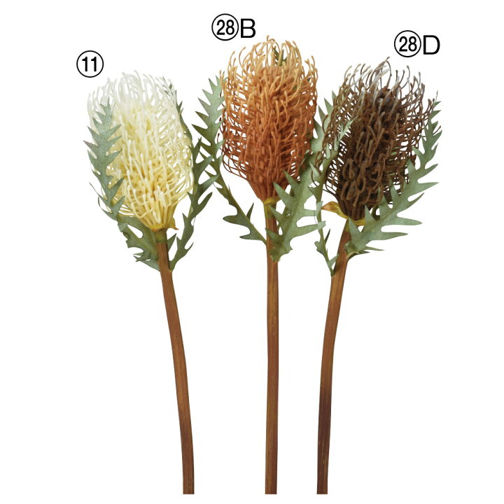 楽天市場 Asca バンクシア 花材 造花 フラワー 資材 ディスプレイ アレンジメント 装飾 フェイクグリーンの神戸花物語 楽天市場 Asca バンクシア 花材 造花 フラワー 資材 ディスプレイ アレンジメント 装飾 フェイクグリーンの神戸花物語