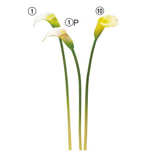 asca J[B ԍ  t[  fBXvC AWg  Be   Bep