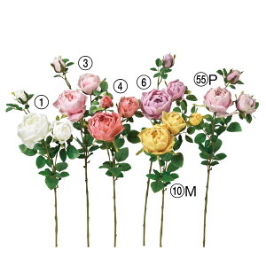 asca [Y ԍ  t[  fBXvC AWg  Be   Bep