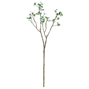 asca [tXv[ ԍ  Be   Bep