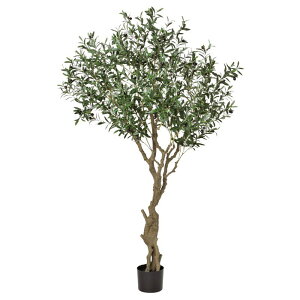 オリーブ 観葉植物の人気商品 通販 価格比較 価格 Com オリーブ 観葉植物の人気商品 通販 価格比較 価格 Com