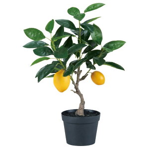 レモン 観葉植物の人気商品 通販 価格比較 価格 Com