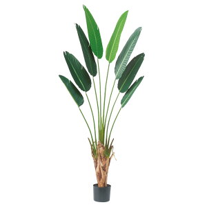 asca gxp[(|bgt) tFCNO[ lHϗtA 