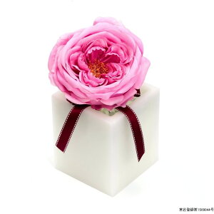 t[ A[eBtBVt[ LxbW[YM [LU-FS6449]  G} A[eBtBVt[ [F-L] Mtg v[g NX}X Lh LEDCg