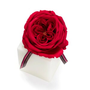 t[ A[eBtBVt[ LxbW[YM [LU-FS6646]  G} A[eBtBVt[ [F-L]Mtg v[g NX}X Lh LEDCg