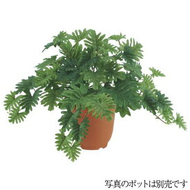 フェイクグリーン セロームブッシュ 55cm 観葉植物 造花 人工観葉植物 光触媒 CT触媒 インテリア [G-L]