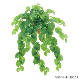 楽天市場 プリザーブドフラワー 写真 2l 種類 植物 ポトス 花 観葉植物 花 ガーデン Diy の通販 楽天市場 プリザーブドフラワー 写真 2l 種類 植物 ポトス 花 観葉植物 花 ガーデン Diy の通販
