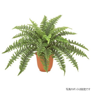 ϗtA  nCA{Xgt@ubV L 56cm lHϗtA tFCNO[ G} CTG} CeA [G-L]