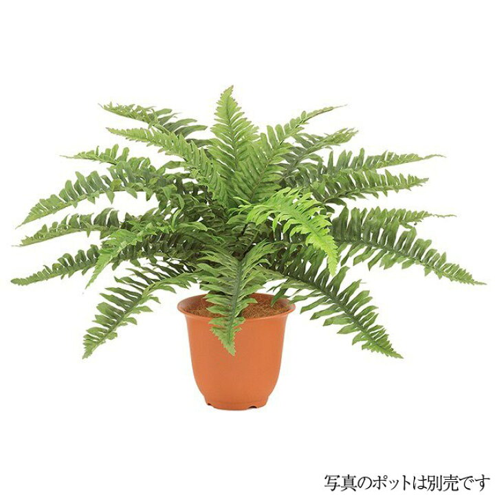 楽天市場 人工観葉植物 ハワイアンボストンファンブッシュ S 50cm フェイクグリーン 観葉植物 造花 光触媒 Ct触媒 インテリア G L フェイクグリーンの神戸花物語 楽天市場 人工観葉植物 ハワイアンボストンファンブッシュ S 50cm フェイクグリーン 観葉植物 造花 光触媒 Ct触媒 インテリア G L フェイクグリーンの神戸花物語