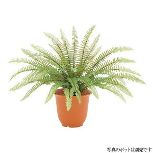 tFCNO[ OΉ i`{Xgt@ubV 40cm ϗtA  lHϗtA G} CTG} CeA [G-L]