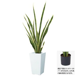 tFCNO[ TZxA 105cm O[^zCg TXxA ϗtA  ^ lHϗtA G} CTG} CeA [G-L]