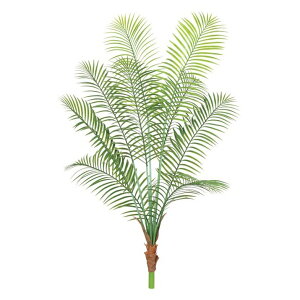 屋外 観葉植物 大型の人気商品 通販 価格比較 価格 Com 屋外 観葉植物 大型の人気商品 通販 価格比較 価格 Com