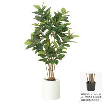 楽天市場】150cm（種類（植物）ゴムの木）（花・観葉植物｜花 