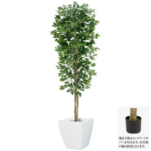 tFCNO[ ϗtA tFCN lHϗtA ^ G} ^ 210cmtBJXc[ L i`gN lH G} CTG} CeA [G-L]