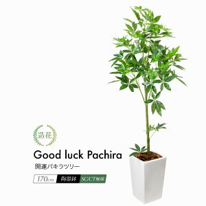 観葉植物 パキラ Ct触媒の人気商品 通販 価格比較 価格 Com