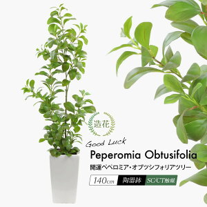 ペペロミア 観葉植物の人気商品 通販 価格比較 価格 Com