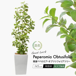 ペペロミア 観葉植物の人気商品 通販 価格比較 価格 Com ペペロミア 観葉植物の人気商品 通販 価格比較 価格 Com