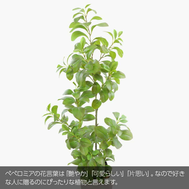 楽天市場 開運ペペロミア オブツシフォリア ツリー 140cm 鉢植 陶器鉢 Ct触媒加工済 フェイクグリーン 大型 フェイク リアル 造花 インテリア 人工観葉植物 光触媒 Nnf フェイクグリーンの神戸花物語