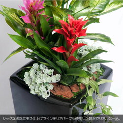 フェイクグリーンアナナストロピカルプランツ鉢植ディフェンバキア+グズマニア寄植【人工観葉植物造花光触媒SC/CT触媒フェイクグリーン】