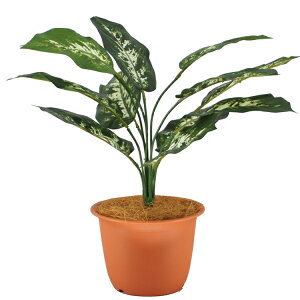 tFCNO[ ϗtA tFCN lHϗtA  ~j  G} ftFoLAubVEfBbtFoMA 32cm  SC(CT)G} G} ʔiZbg\ij