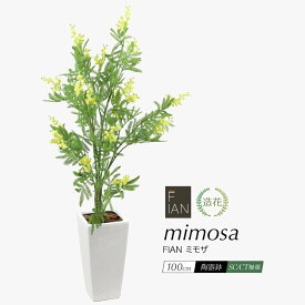 【期間限定20％OFF】フェイクグリーン 観葉植物 フェイク リアル 人工観葉植物 FIAN ミモザ 100cm 陶器鉢付 造花 鉢植え アカシア インテリア おしゃれ 光触媒 CT触媒 消臭 抗菌 お祝い 開店 開業祝い 花言葉 感謝 優雅 友情 [nnf]