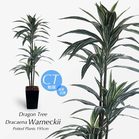 受信 割り当てる 不満 ドラセナ 幸福の木 風水 Donato Jp