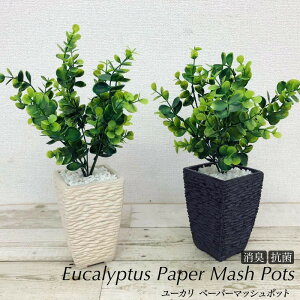 観葉植物 ユーカリ Ct触媒の通販 価格比較 価格 Com 観葉植物 ユーカリ Ct触媒の通販 価格比較 価格 Com