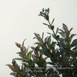 ミニフェイクグリーンボックスウッドペーパーマッシュポット【人工観葉植物観葉植物造花光触媒CT触媒インテリアフェイクグリーンお祝い】