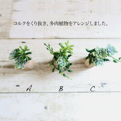 フェイクグリーン多肉植物コルクマグネットミニ多肉植物寄せ植え風マグネットつきコルクアレンジ8-10cm(観葉植物人工光触媒SC/CT触媒インテリアお祝い)
