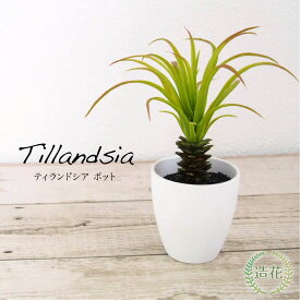 フェイクグリーン エアプランツ 造花 観葉植物 光触媒 人工観葉植物 インテリアグリーン かわいい おしゃれ CT触媒 消臭 リアル お祝い プレゼント 贈り物 エアープランツ チランジア [fd][nnf][rcp] / ティランドシア ポット