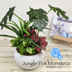 ミニ 観葉植物の通販 価格比較 価格 Com